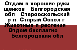 Отдам в хорошие руки щенков - Белгородская обл., Старооскольский р-н, Старый Оскол г. Животные и растения » Отдам бесплатно   . Белгородская обл.